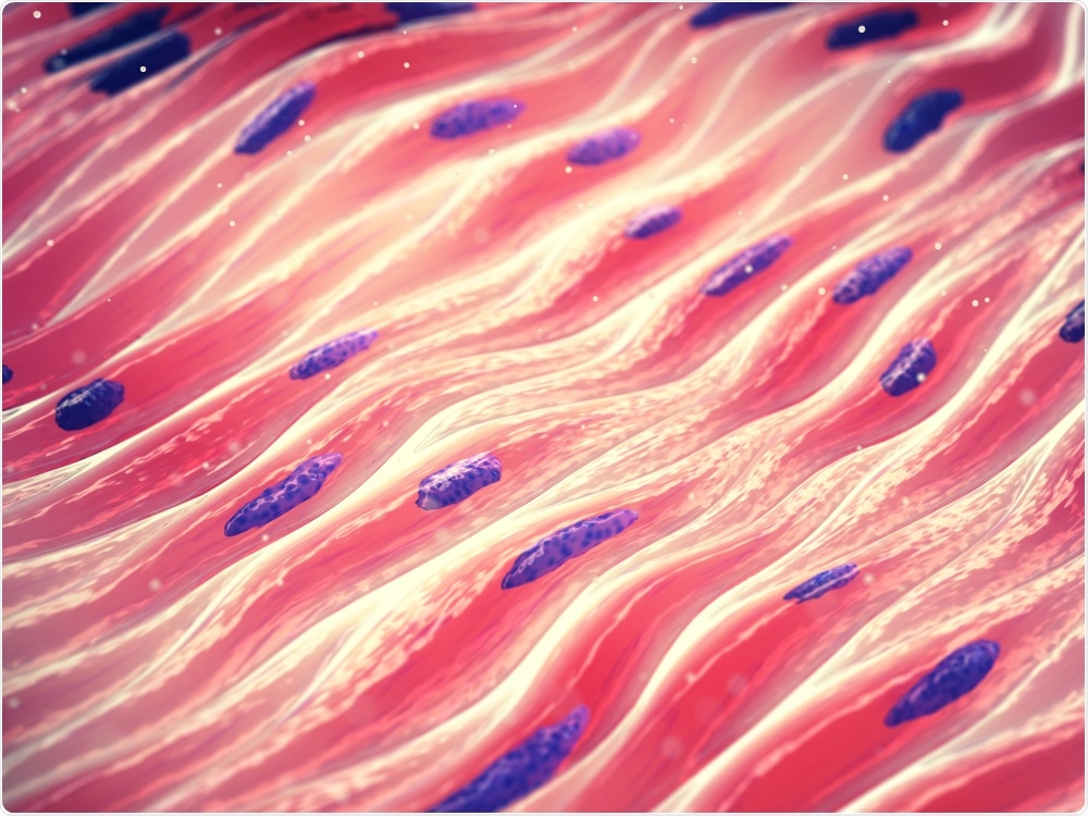 Muscle Cells