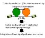 Study uncovers mechanism where two transcription factors stabilize each other’s binding to DNA