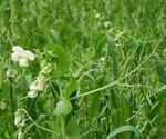 What are Cover Crops and Why are They Useful?
