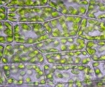 Research provides novel insight into plant chloroplasts and proteins within