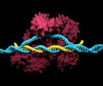 Study explores the efficiency of CasMINI, an engineered CRISPR-Cas system