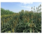 Study analyzes the effect of temperature on the height of sorghum plants