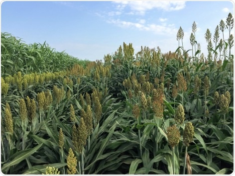 Study analyzes the effect of temperature on the height of sorghum plants