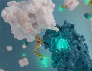 Scientists develop DNA-based fluorescent nanoantenna to evaluate protein activity