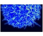 Research provides novel insights on cancer immunotherapy