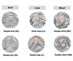 Fingerprints are influenced by the limb development genes, says study