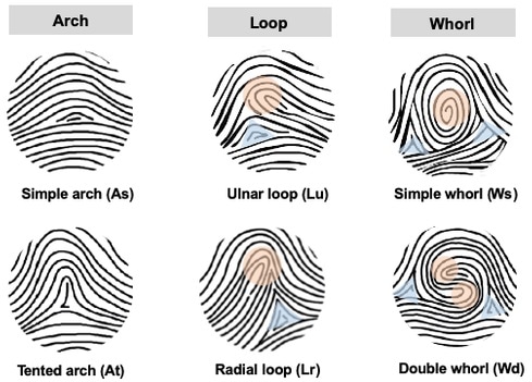 Fingerprints are influenced by the limb development genes, says study