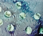Dresden researchers explain how liquid-like protein droplets read DNA regions