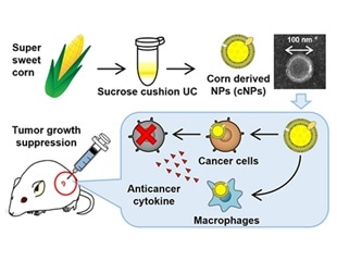 Plant-based nanoparticles likely to provide anti-cancer drug