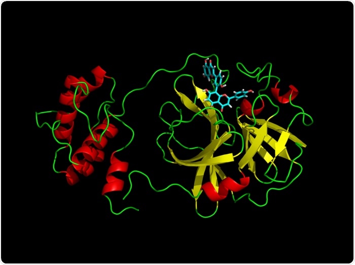 Study shows how natural products inhibit SARS-CoV-2 main protease Mpro
