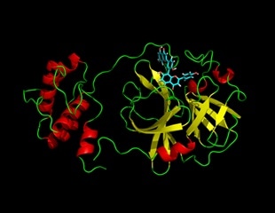 Study shows how natural products inhibit SARS-CoV-2 main protease Mpro