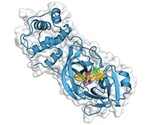 Researchers design a molecule that prevents the replication of coronaviruses