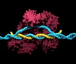 CRISPR-Cas9 likely to cause unforeseen genetic variations, researchers warn