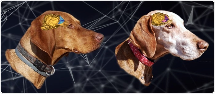 Researchers investigate the activity of genes in dog brain tissues