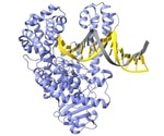 Scientists discover new details on vital enzyme that allows for DNA sequencing