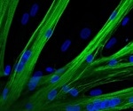 Scientists use mRNA delivery to enhance muscle power