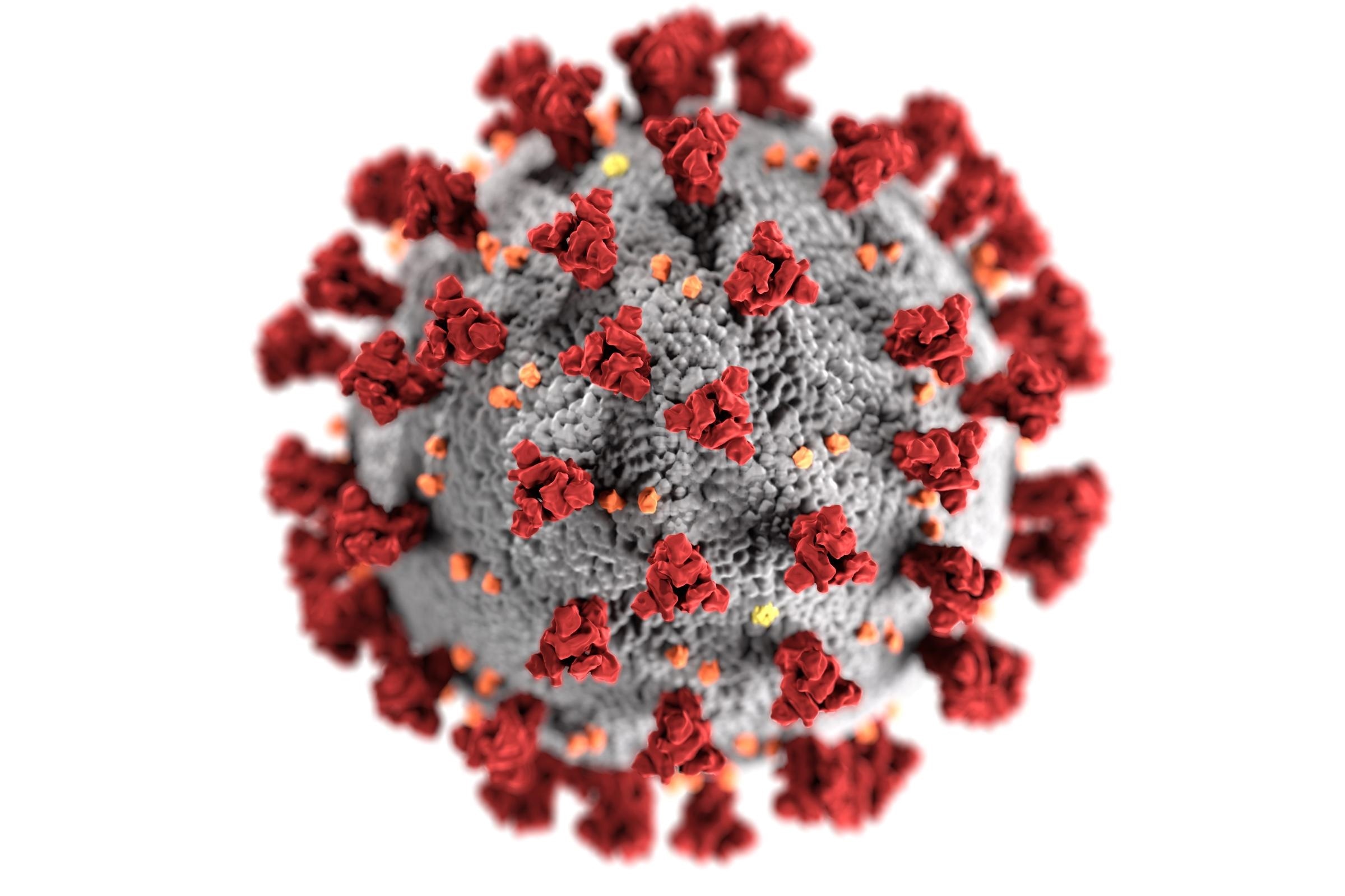 Study shows how the immune system effectively combats coronavirus to prevent pneumonia