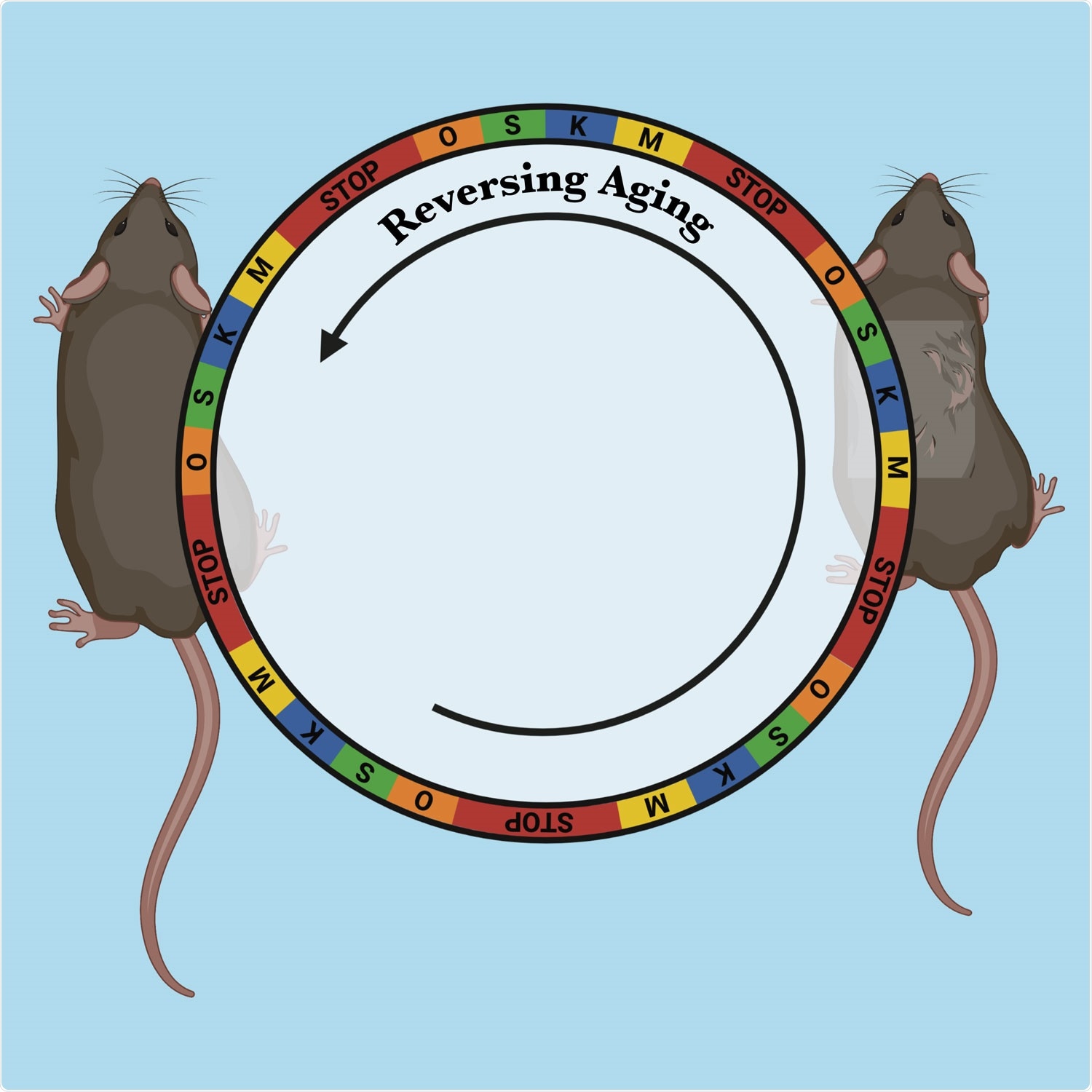 Researchers observe cellular rejuvenation therapy securely promoting reverse aging in mice