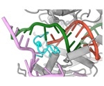 Researchers redevelop Cas9 that is unlikely to cut the wrong DNA