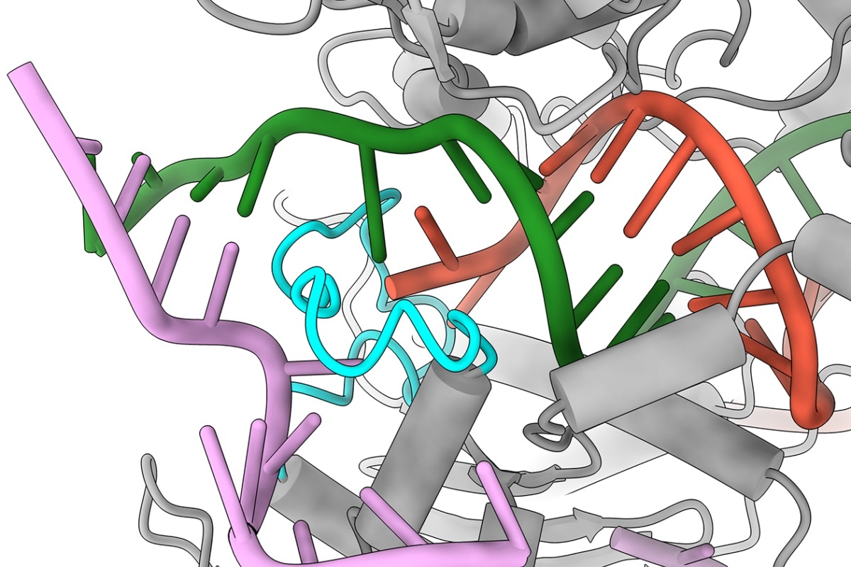 Researchers redevelop Cas9 that is unlikely to cut the wrong DNA