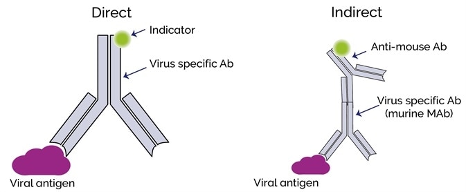 An Overview of Light Microscopy Techniques Used for Virology