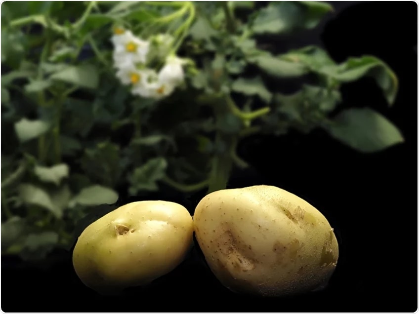 Researchers decode complex potato genomes to accelerate the breeding of robust varieties