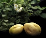 Researchers decode complex potato genomes to accelerate the breeding of robust varieties