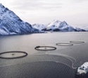 Insight into the Biggest Challenges Faced by the Aquaculture Industry