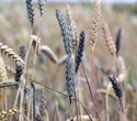 Global Food Security at Stake: The Danger of Mycotoxins