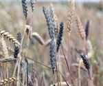 Global Food Security at Stake: The Danger of Mycotoxins