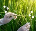 Revolutionizing Agriculture: How Agrigenomics Is Shaping the Future of Farming