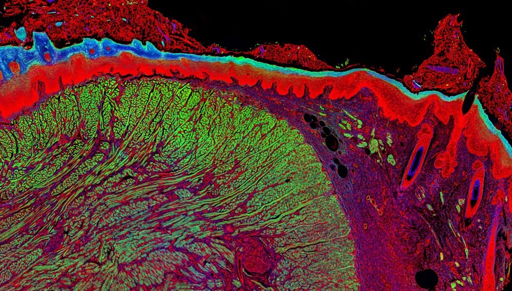 Fluorescence microscopy image of a mammal tongue tissue section.