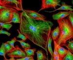 The Benefits of Fluorescence Sensors in Cellular Biology
