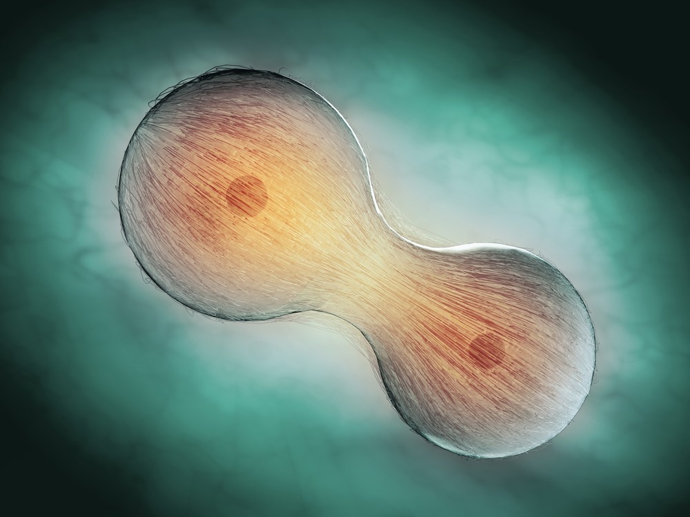 Cell division through mitosis - scientific illustration