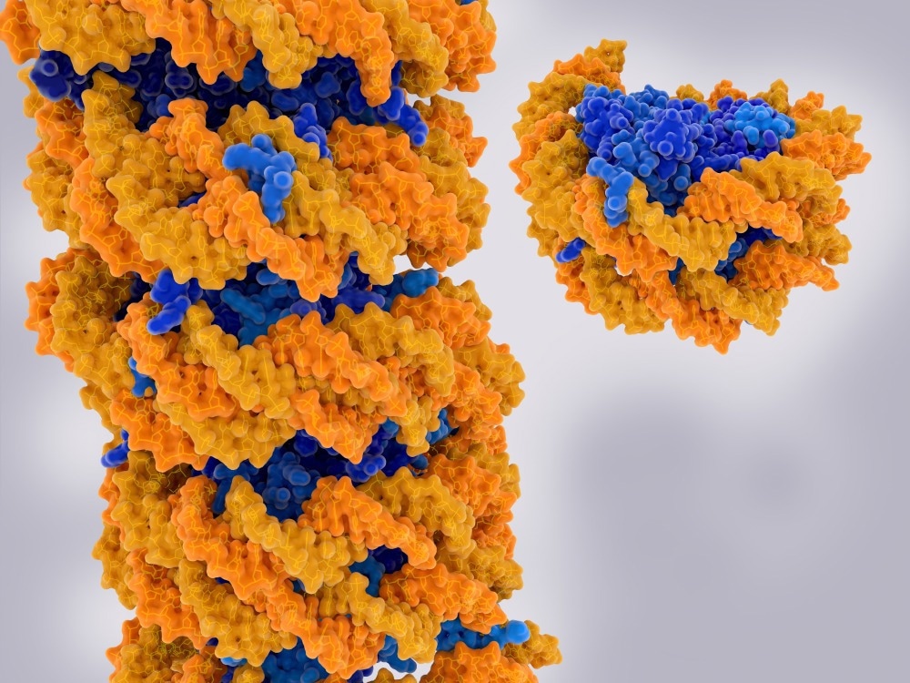 Chromatin strand and isolated nucleosome. Chromatin is a complex of DNA (yellow) and proteins (blue). Nucleosomes form the fundamental repeating units. Image Credit: Juan Gaertner/Shutterstock.com