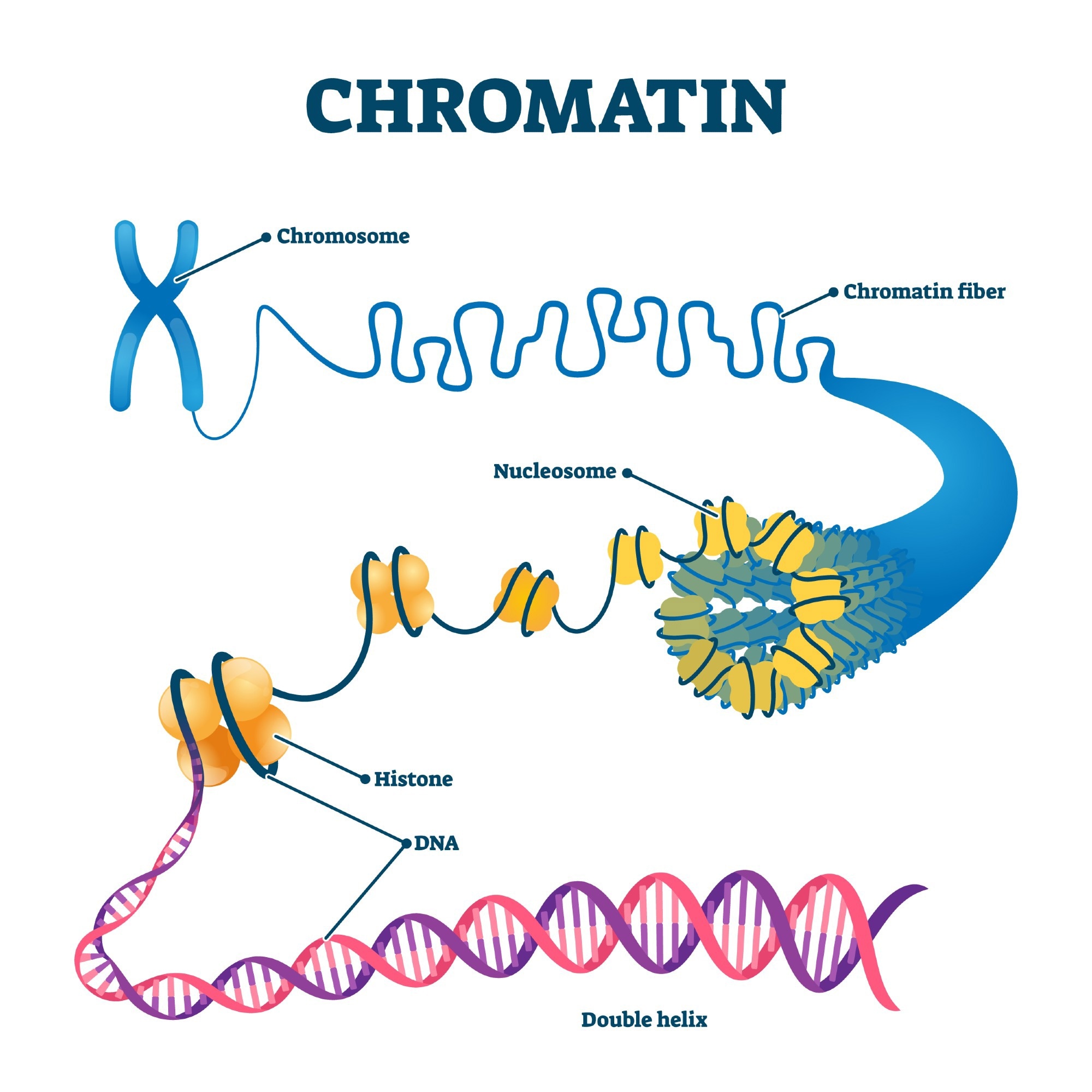 Chromation biological diagram vector illustration. Close-up with nucleosome, histone and DNA double helix. Science educational information. Chromosome structure elements graphic example model. Image Credit: VectorMine/Shutterstock.com