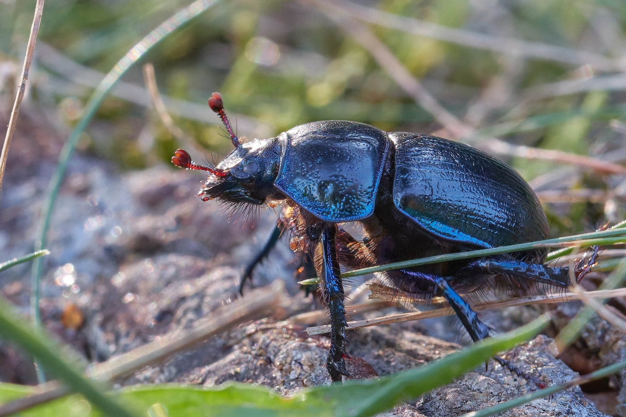 dor beetle crawling in the grass.