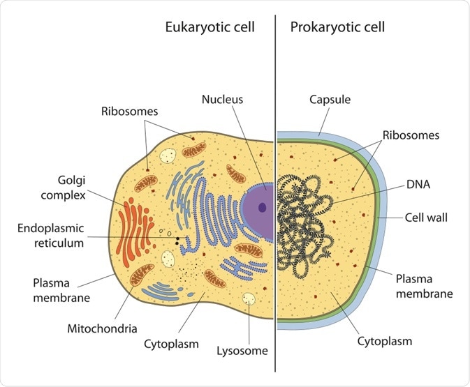 Prokaryotic vs Eukaryotic Cell