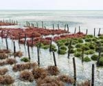 The Future of Seaweed Farming