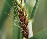 Using DNA to Fight Crop Diseases