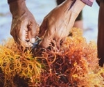 Bottlenecks in Seaweed Production and Harvesting