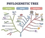 What is Molecular Phylogenetics?