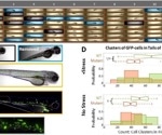 Zebrafish analysis can help drug screening studies