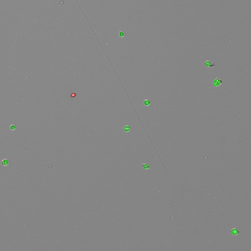Successfully counting SF9 cells for cell viability