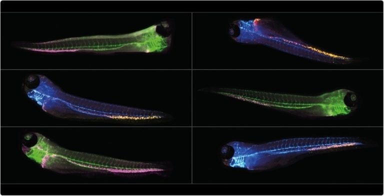 Zebrafish is an ideal preclinical model for drug screening