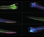 Zebrafish is an ideal preclinical model for drug screening