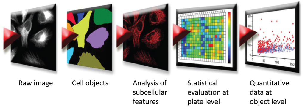 Steps of imaging data analysis performed by automated image analysis software.