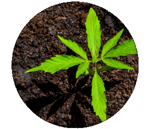 How to ensure the correct pH levels for cannabis plant growth