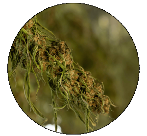 Understanding the science behind cannabis growing rooms