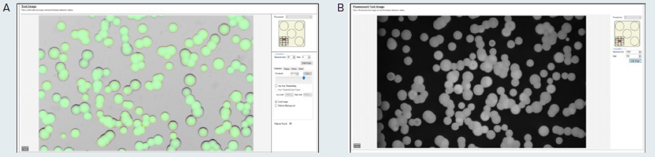 (A) Test image in transmitted light of the microalgae G. sulphuraria. QPix Fusion Software™ shows detected features creating a green overlay on each colony. (B) Test image of the same sample was acquired in fluorescence channel (Ex/Em filter: 628/692nm) to detect colonies expressing C-phycocyanin